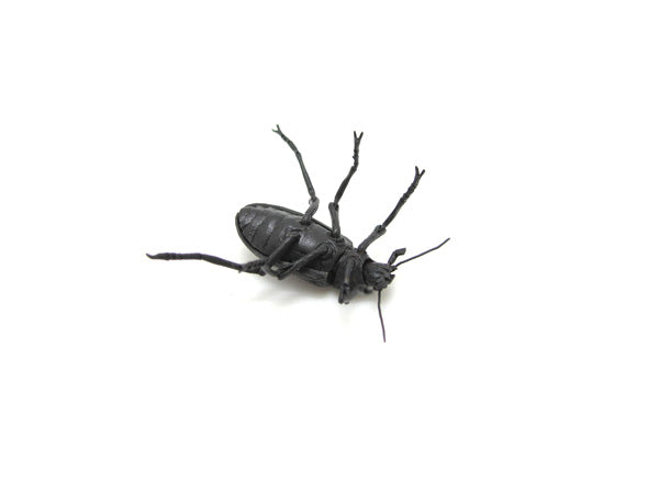 Haruo Mitsuda Jizai Okimono Ground Beetle 銅、真鍮、青銅 / Copper, Brass, Bronze