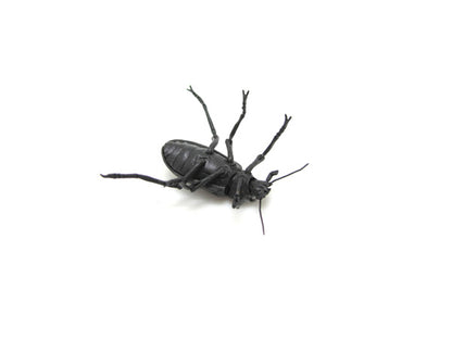Haruo Mitsuda Jizai Okimono Ground Beetle 銅、真鍮、青銅 / Copper, Brass, Bronze
